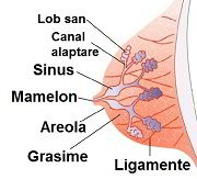 Anatomia sanului